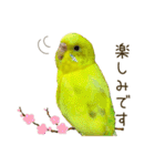 セキセイインコ（黄色ハルクイン）日常会話（個別スタンプ：31）