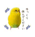 セキセイインコ（黄色ハルクイン）日常会話（個別スタンプ：32）