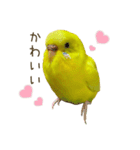 セキセイインコ（黄色ハルクイン）日常会話（個別スタンプ：34）