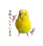 セキセイインコ（黄色ハルクイン）日常会話（個別スタンプ：35）