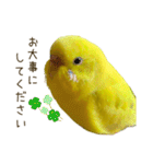 セキセイインコ（黄色ハルクイン）日常会話（個別スタンプ：37）