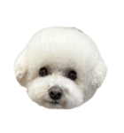 PON THE DOG！（個別スタンプ：1）