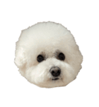 PON THE DOG！（個別スタンプ：3）