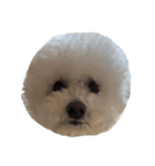 PON THE DOG！（個別スタンプ：5）