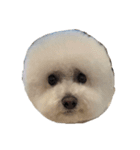 PON THE DOG！（個別スタンプ：6）