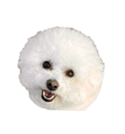 PON THE DOG！（個別スタンプ：7）