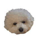 PON THE DOG！（個別スタンプ：8）