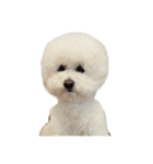 PON THE DOG！（個別スタンプ：9）