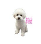 PON THE DOG！（個別スタンプ：10）