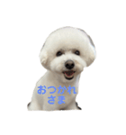 PON THE DOG！（個別スタンプ：12）