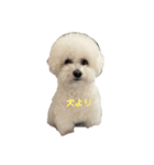 PON THE DOG！（個別スタンプ：16）