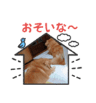 チロルチョコ 外出編（個別スタンプ：11）