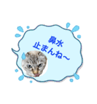 愛猫［ミルク］のスタンプ（個別スタンプ：24）