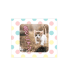 可愛い子猫のスタンプです！⑧（個別スタンプ：15）