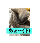 ニコたんの汎用性高いスタンプ（個別スタンプ：12）