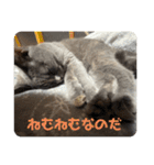 ニコたんの汎用性高いスタンプ（個別スタンプ：13）