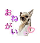 我が家のチワワ★リリィちゃん（個別スタンプ：5）