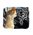 我が家のチワワ★リリィちゃん（個別スタンプ：10）
