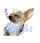 我が家のチワワ★リリィちゃん（個別スタンプ：11）