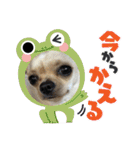 我が家のチワワ★リリィちゃん（個別スタンプ：19）