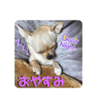 我が家のチワワ★リリィちゃん（個別スタンプ：21）