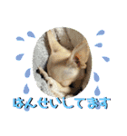 我が家のチワワ★リリィちゃん（個別スタンプ：22）