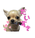 我が家のチワワ★リリィちゃん（個別スタンプ：23）