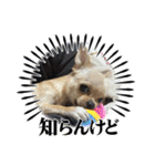 我が家のチワワ★リリィちゃん（個別スタンプ：24）