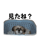 シーズーちょこちゃん④（個別スタンプ：3）