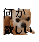 428(5)（個別スタンプ：11）