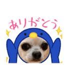 428(5)（個別スタンプ：12）