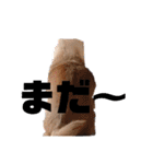 428(5)（個別スタンプ：39）