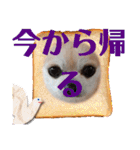 428(5)（個別スタンプ：40）