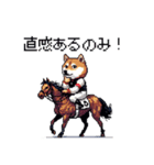 ドット絵 ジョッキー柴犬 競馬（個別スタンプ：9）