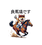 ドット絵 ジョッキー柴犬 競馬（個別スタンプ：19）