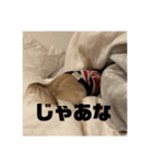 犬のジョージスタンプ（個別スタンプ：6）