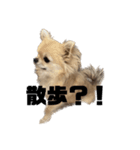 犬のジョージスタンプ（個別スタンプ：7）