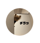 犬のジョージスタンプ（個別スタンプ：16）