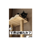 しいたけ！！！！（個別スタンプ：37）