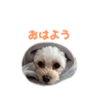 色んなメルモ（個別スタンプ：3）