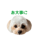 色んなメルモ（個別スタンプ：15）