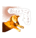 うちの ぶん太 3（個別スタンプ：1）