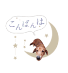 うちの ぶん太 3（個別スタンプ：3）