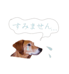 うちの ぶん太 3（個別スタンプ：6）