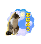 Nekonen2024（個別スタンプ：2）