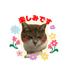 Nekonen2024（個別スタンプ：5）