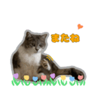 Nekonen2024（個別スタンプ：21）