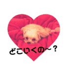 coco'sLife♡ゆるふわプーキーPart1（個別スタンプ：6）