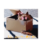 SMD FACTORY verⅣ（個別スタンプ：38）