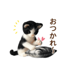 動く♡フェルト猫の家族連絡(ハチワレ)（個別スタンプ：2）